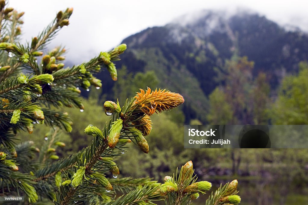퍼 및 dew - 로열티 프리 가문비나무 스톡 사진