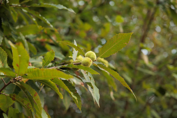 istock fresh and edible chestnut burrs grown on the tree in october 1449645542