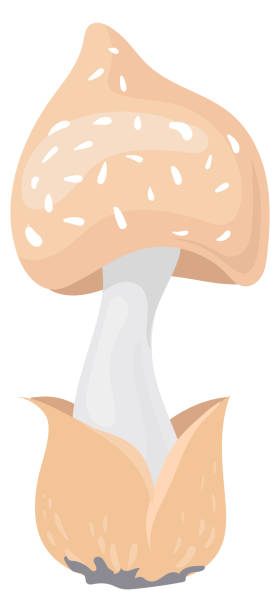 ikona kreskówki z grzybem w czapce śmierci. niejadalny grzyb - morel mushroom edible mushroom food bizarre stock illustrations