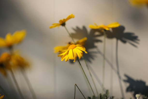 istock various yellow flowers illuminated from above by the sunlight. blurred flowers on the background projecting their shadows on a white surface 1449645770