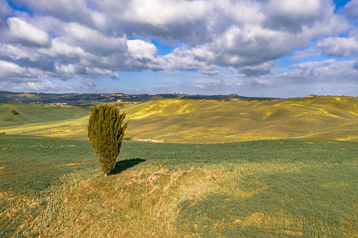 Lonely Cypress tree on hilltop in Val d'Orcia Tuscany, Italy, April.