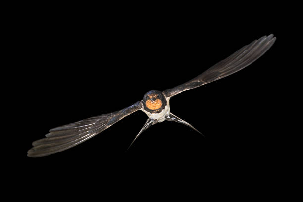 istock Barn swallow flying on black background 1449646262