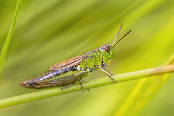 istock water meadow grasshopper female insect 1449646326