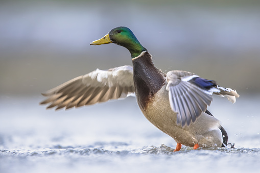 Male Mallard (Anas platyrhynchos) swimming in water with spread wings. This dabbling duck is a stationary species in much of Europe. Wildlife scene of European nature.