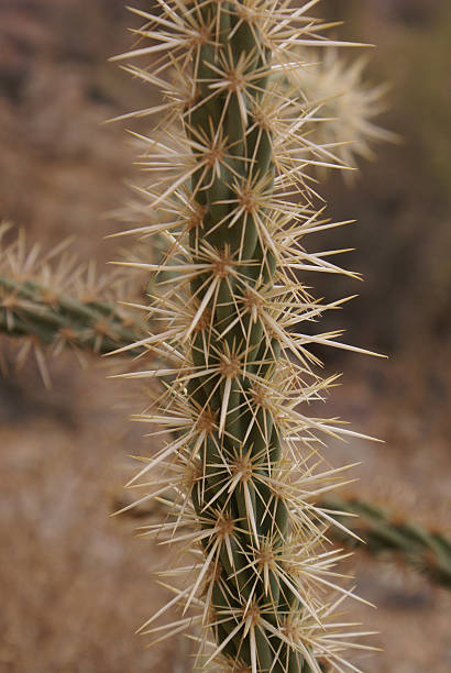 Cactus Spine stock photo