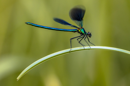 Banded demoiselle (Calopteryx splendens) resting on grass leaf with green background