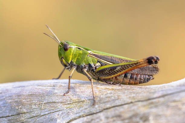 자연 서식지에서 줄무늬 날개 달린 메뚜기 스톡 사진