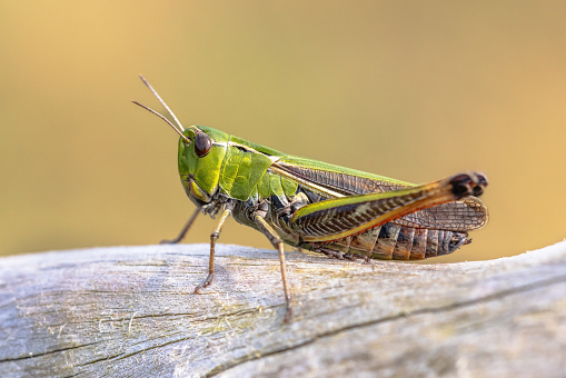 Stripe-winged grasshopper (Stenobothrus lineatus) in natural habitat on Veluwe Netherlands. Wildlife scene of nature in Europe.