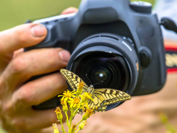 istock Butterfly nature photography 1449647235