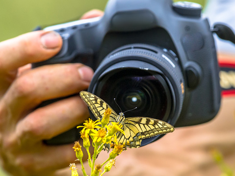 Beautiful Swallowtail butterfly on yellow flower nature photography by wildlife photographer from short distance