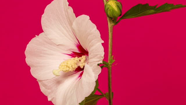 4k timelapse of an Hibiscus Flower blossom bloom rotating and grow on a red background. Blooming flower of Lilium. Camera roll.