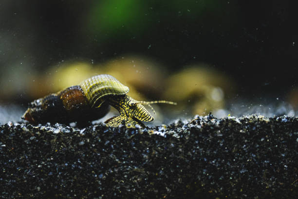 Aquatic snail Tylomelania - Poso Rabbit Snail
