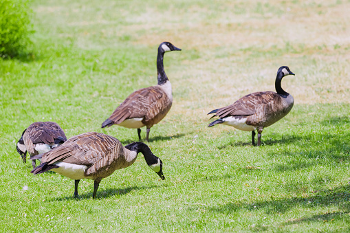 a flock of Canadian geese grazing on the grass in the park