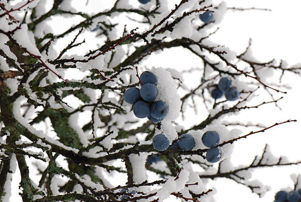 Plums in the snow stock photo