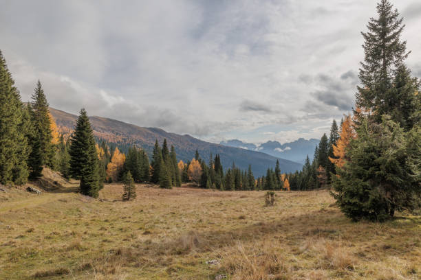 istock Panoramic on a mountain environment in the morning in autumn. Looking far at the distant mountains under a cloudy sky from a coniferous forest and an open grass field 1449648334