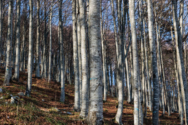 istock forest of deciduous bare trees with white cortex along a mountainside in the morning, in autumn with good weather 1449649226