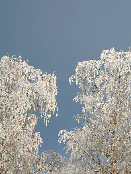 Winter and Trees Covered with Rime stock photo