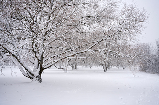 Park and trees covered in snow in winter in Ottawa