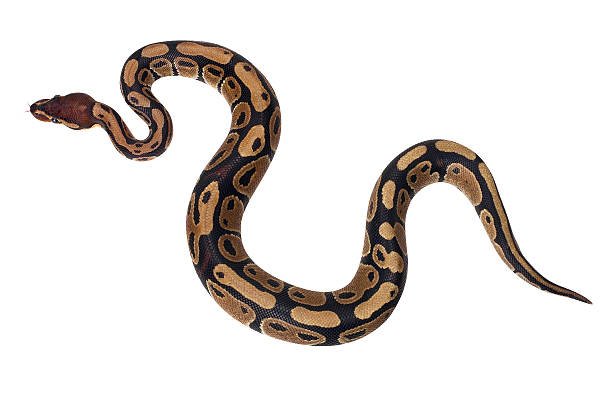 Good Snake Boa Snake - hand made clipping path included morelia stock pictures, royalty-free photos & images