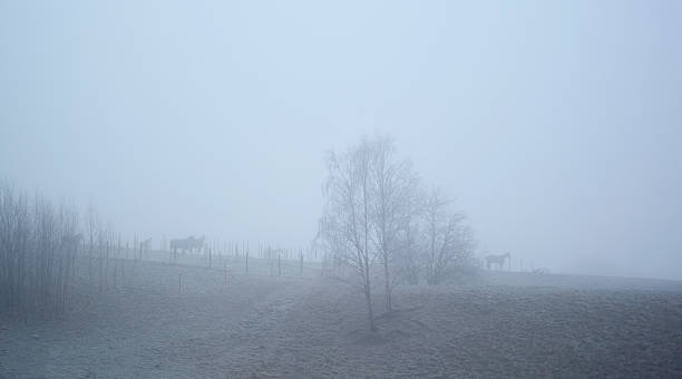 Caballos en la niebla - foto de stock