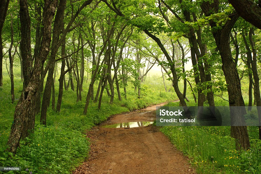 Estrada florestal após a chuva - Royalty-free Ao Ar Livre Foto de stock