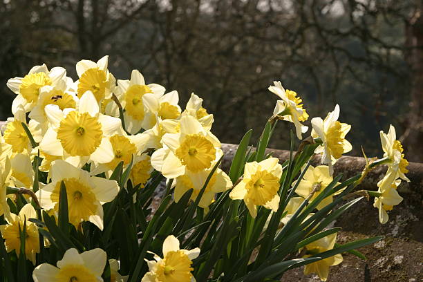 Daffodils in the Spring Sunshine stock photo