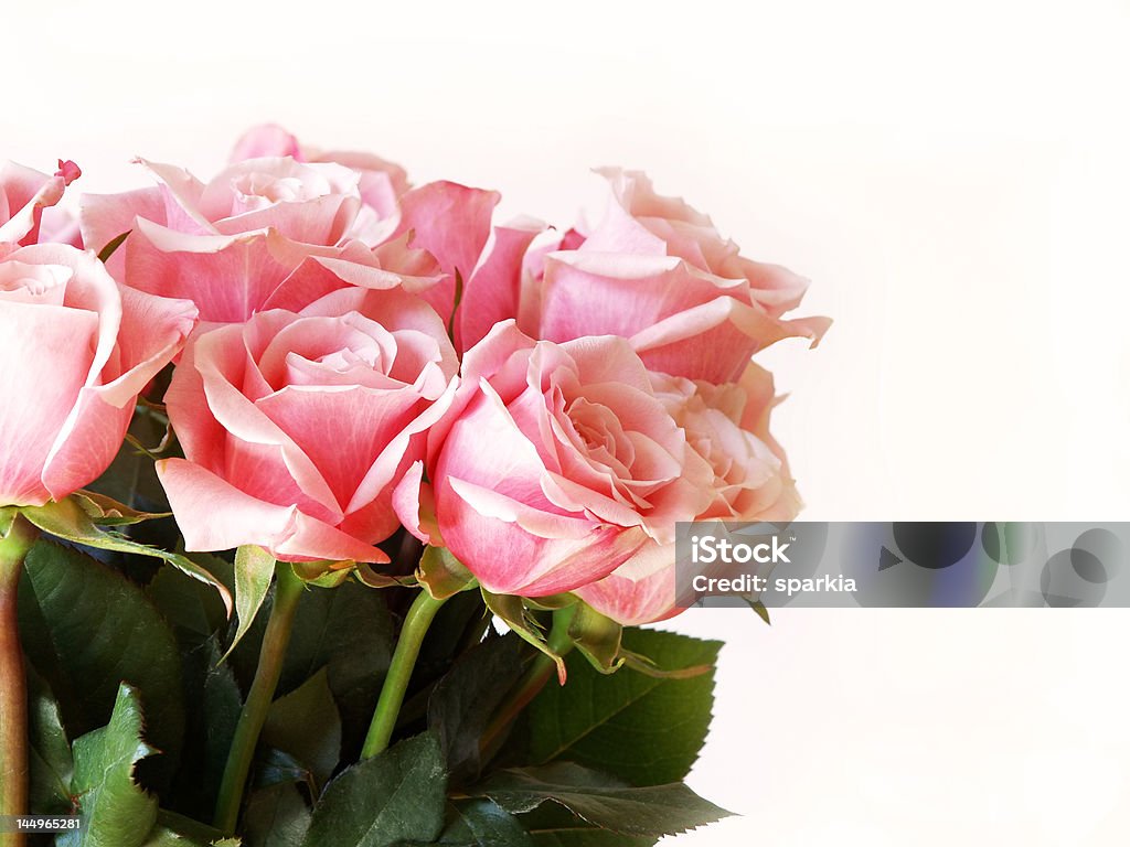 Valentine's Day pink roses pink roses isolated on white for Valentine's Day Anniversary Stock Photo