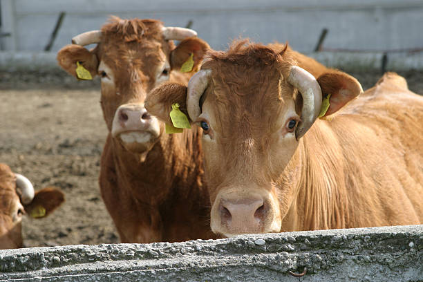 Curious Brown Cows in a farm yard stock photo