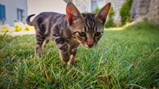 istock A kitten tabby cat chasing prey among the greenery 1449654891