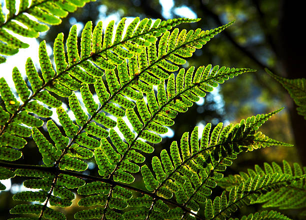 istock Branch of greenery against sunlight 144965553