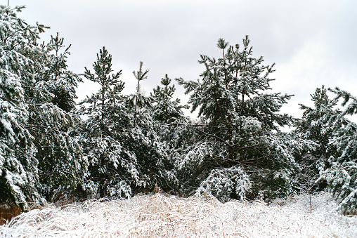 Fir green trees and grass covered with snow, white gray cloudy sky