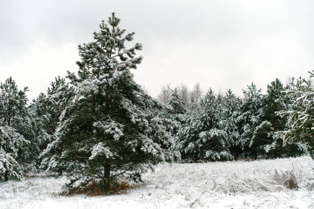 istock Fir green trees and grass covered with snow 1449656114
