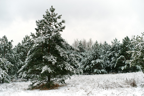 Fir green trees and grass covered with snow, white gray cloudy sky , limited focus foreground