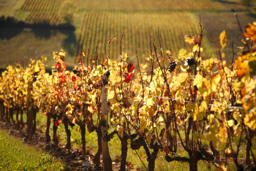 Vineyards in Beaujolais, near Theize
