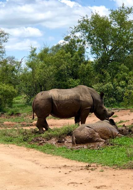 istock Rhinos in the mud pool 1449657392