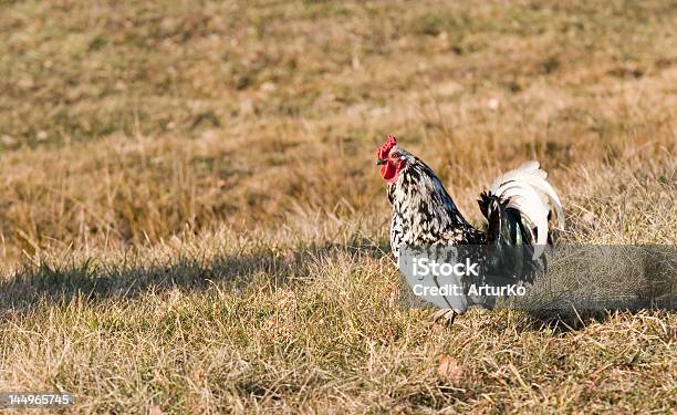 Gallina Foto de stock y más banco de imágenes de Agricultura - Agricultura, Aire libre, Animal