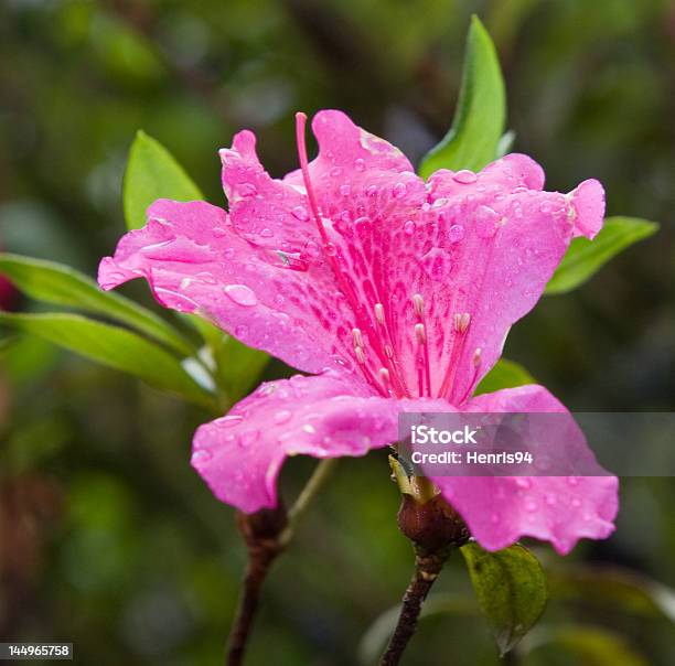 Purplepink Flower Stock Photo - Download Image Now - Arboretum, Blossom, Drop