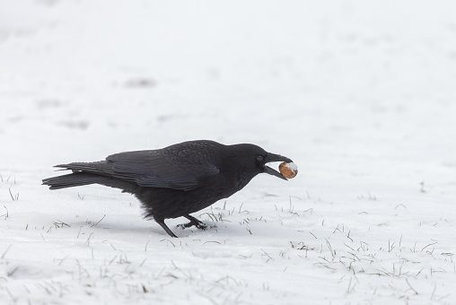Carrion crow (Corvus corone) with walnut standing in snow.