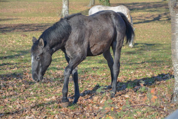 istock Horses at Lipica 1449657740