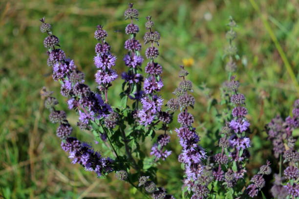 pennyroyal | mentha pulegium kwitnie roślina - abloom zdjęcia i obrazy z banku zdjęć