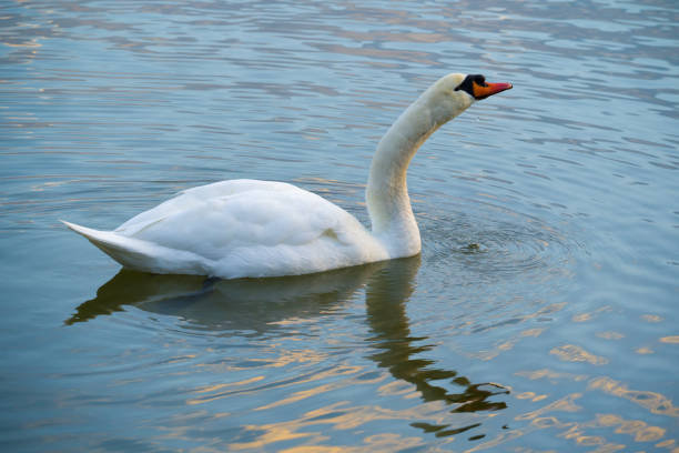 istock White swan with outstretched neck swimms on lake 1449658564