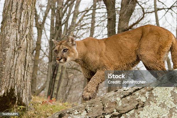 Cougar - zdjęcia stockowe i więcej obrazów Bez ludzi - Bez ludzi, Dziki kot, Dzikie zwierzęta