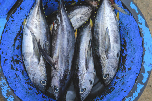 thon à longue queue à vendre sur le marché aux poissons à bali - tuna tuna steak raw bluefin tuna photos et images de collection