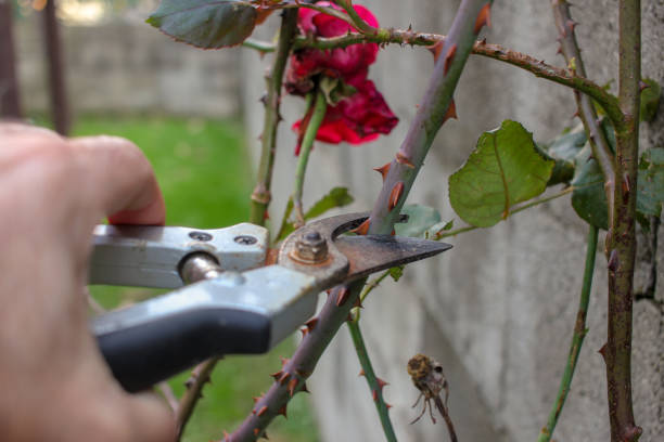istock pruning my rose bushes with scissors 1449660005