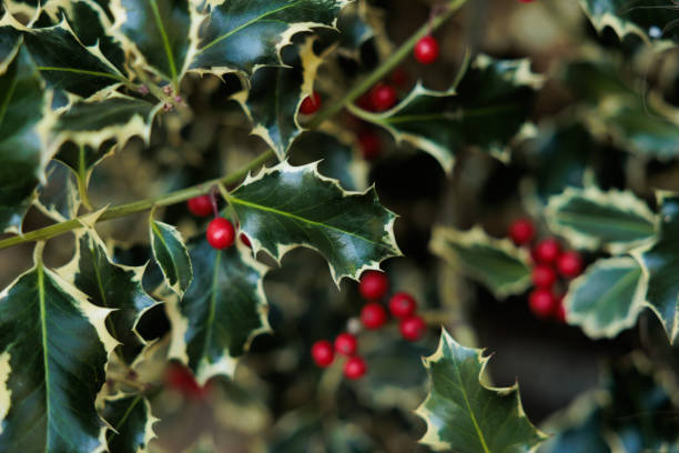 istock plant with green, sharp and spiky leaves and red berries 1449661024