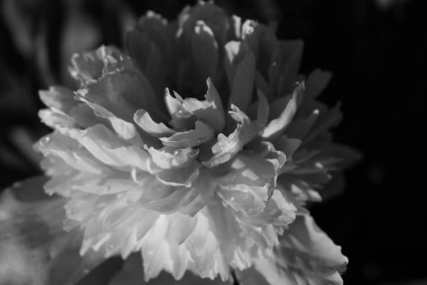 istock Abstract Peony blossom closeup in monochrome view 1449661680