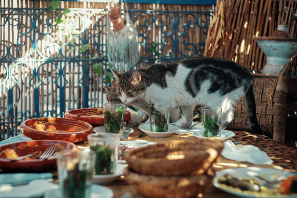 chats à la recherche de nourriture - 2274 photos et images de collection