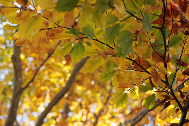 istock beautiful and multi colored leaves of a deciduous tree during autumn season 1449661898