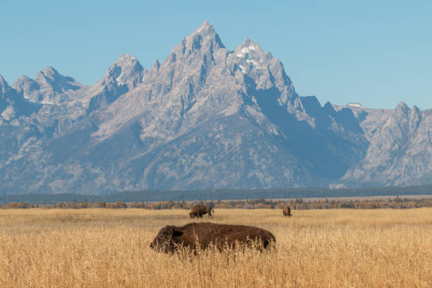 Bison in Autumn in Grand Teton National Park stock photo