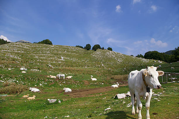 mucche al pascolo - lazio cow italy national landmark foto e immagini stock